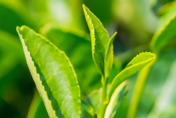 Закрыть листья зеленого чая на чайной плантации
 - Фото, изображение