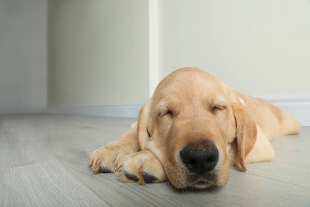 Cute yellow labrador retriever puppy on floor indoors. Space for text - Zdjęcie, obraz