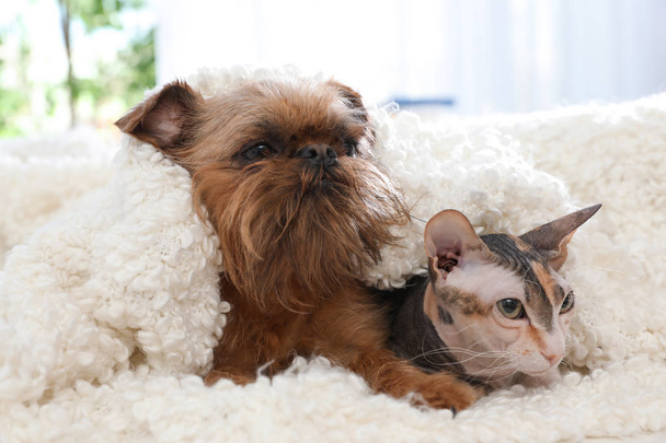 自宅のソファで一緒に毛布の下に愛らしい犬と猫。永遠の友人 - 写真・画像
