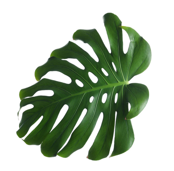 Green fresh monstera leaf isolated on white. Tropical plant - Φωτογραφία, εικόνα