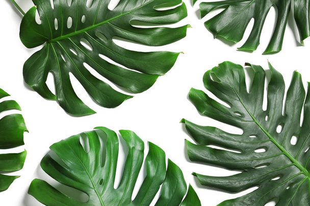 Green fresh monstera leaves on white background, top view. Tropical plant - Zdjęcie, obraz