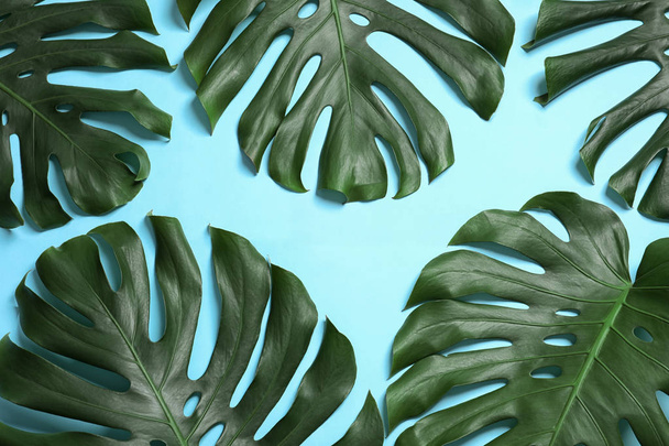 Green fresh monstera leaves on color background, flat lay. Tropical plant - Φωτογραφία, εικόνα