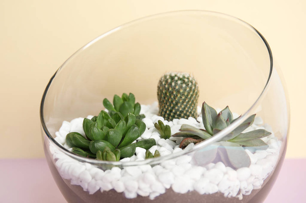 Glass florarium with different succulents on color background, closeup - Photo, image