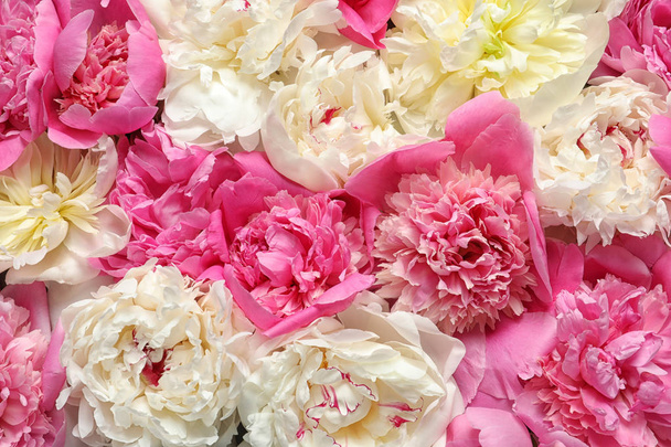 Όμορφη φρέσκια παιωνία λουλούδια ως φόντο, κορυφή θέα - Φωτογραφία, εικόνα