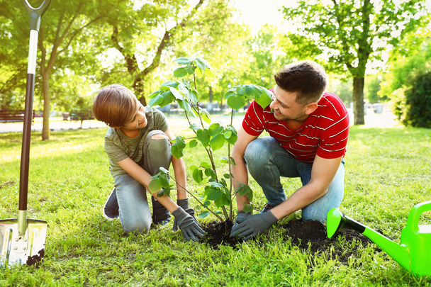Dad and son planting tree together in park on sunny day - Foto, Imagen