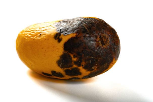 rotten mango close up on a white background - Photo, Image