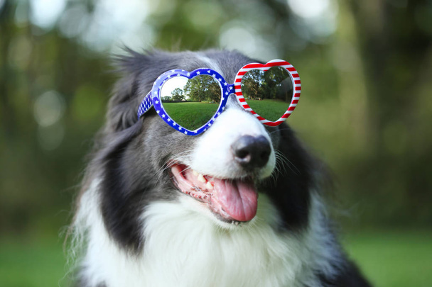 Border Collie Hund mit Sonnenbrille in Herzform  - Foto, Bild