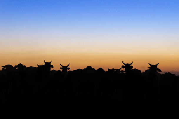 Φιγούρα νέλορ στο ηλιοβασίλεμα. Βοοειδή καταγωγής Ινδίας και φυλή που αντιπροσωπεύει το 85% των βοοειδών της Βραζιλίας για την παραγωγή κρέατος. - Φωτογραφία, εικόνα