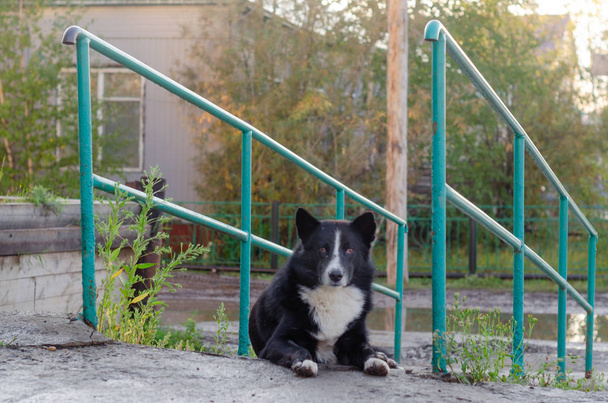 The yard dog in the Northern village lies on the stairs looking directly at the background of the street with puddles. - Photo, Image