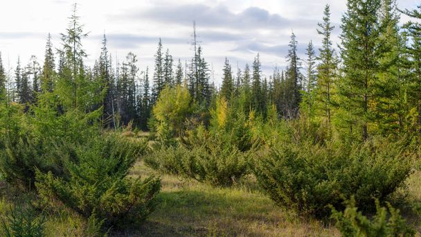 Pensaat luonnonvaraisten pohjoisen kataja kasvaa aukiolla Yakut metsässä joukossa kuusien
. - Valokuva, kuva