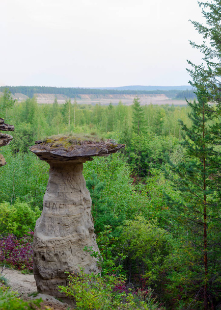 Izolovaná skalní masitá-Hlinitá houba v divoké Tajga na pozadí smrkového lesa a obzoru. - Fotografie, Obrázek