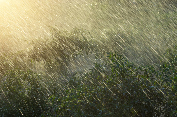 Zöld chili növény eső esik az esőzések szezonban napfény - Fotó, kép