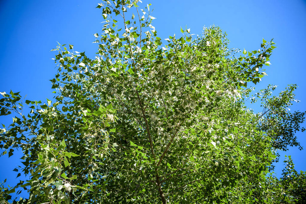 Pelusa de álamo en la rama entre hierba verde. Pelusa blanca de álamos, síntomas de alergias
 - Foto, Imagen