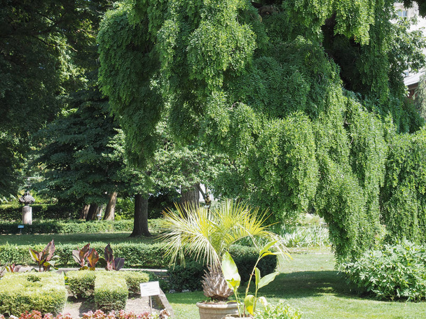 Botanické zahrady v Turíně - Fotografie, Obrázek