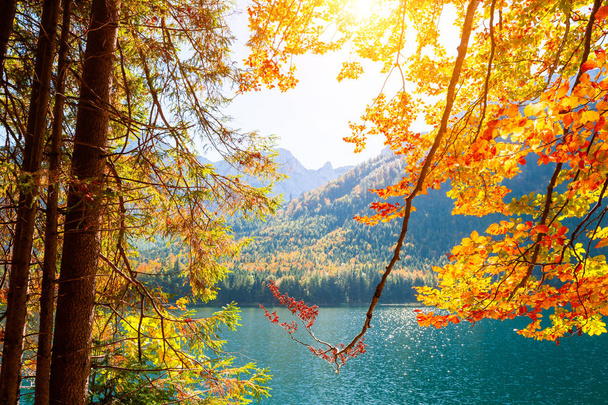 Göl kıyısında sarı sonbahar ağaçlar - Fotoğraf, Görsel