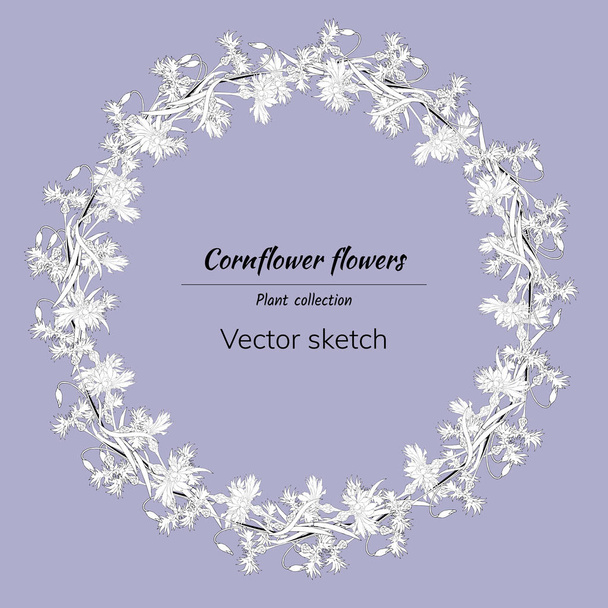 Floral wreath of white contour knapweed. Spring flowers drawn in ink by hand. - Vector, Image