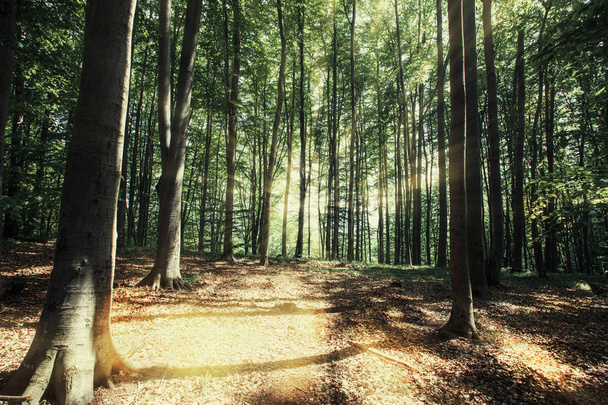 Hegyek közt Bieszczady-hegy erdővel, Lengyelország, Európa - Fotó, kép
