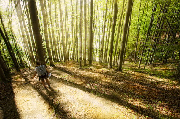 Güneş ışınları ile ormanda parlak bir ışıklı yol  - Fotoğraf, Görsel