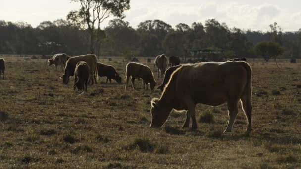 Groep stieren en koeien op het platteland. - Video