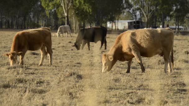 Groep stieren en koeien op het platteland. - Video