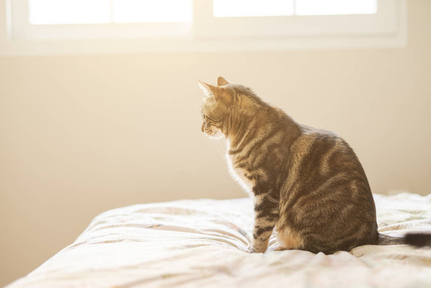 Коротковолосая кошка лежит дома на кровати
 - Фото, изображение