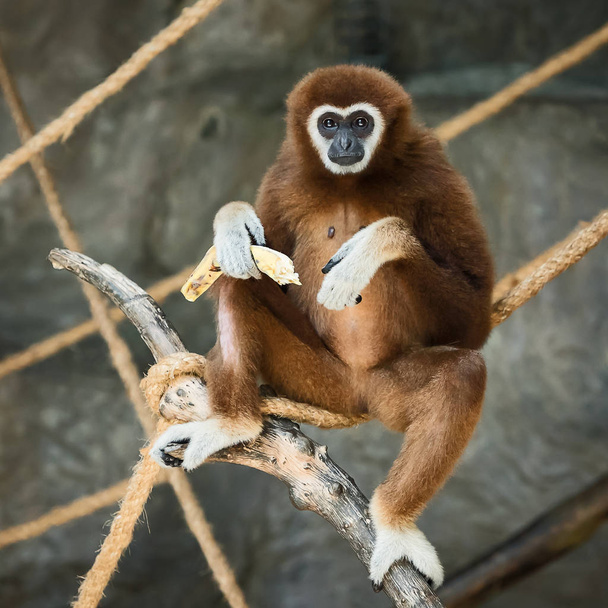 Gibbon à mains blanches
. - Photo, image