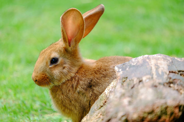 Pluizig beige konijn in groen gras. - Foto, afbeelding