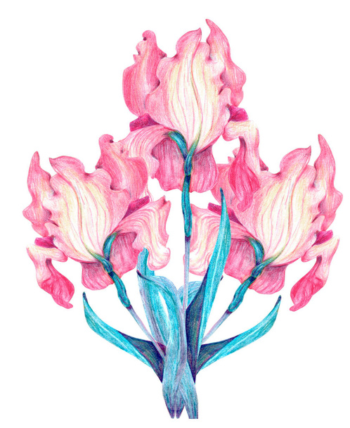 ilustração desenhada à mão de flores cor de rosa sobre fundo branco
 - Foto, Imagem