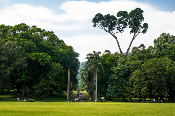 El Real Jardín Botánico. Kandy, Sri Lanka - Foto, imagen