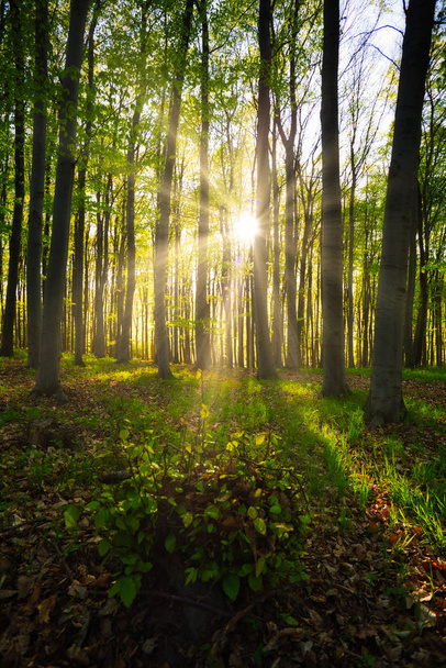 Sunrays in the green forest - Φωτογραφία, εικόνα
