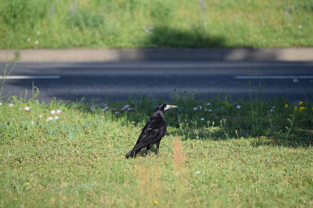 Rook on green Area by the Roadside - Photo, Image