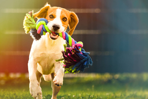 Beagle dog runs in garden towards the camera with colorful toy. - Photo, Image