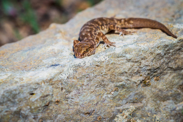 Even-fingered gecko genus Alcophyllex or squeaky gecko in wild nature - Photo, Image
