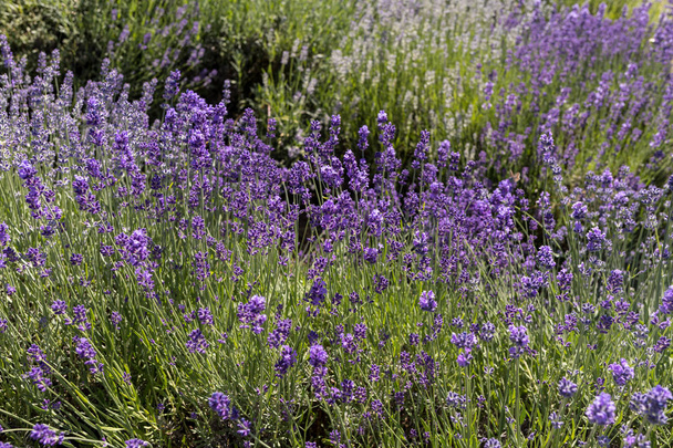  the blooming lavender flowers in Provence, near Sault, France - Photo, image