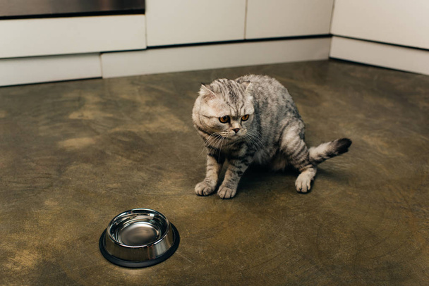 Скоттиш кот отводит взгляд от миски на кухне
 - Фото, изображение