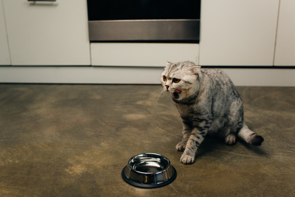 scottish fold cat near bowl on floor yawning in kitchen - Фото, изображение
