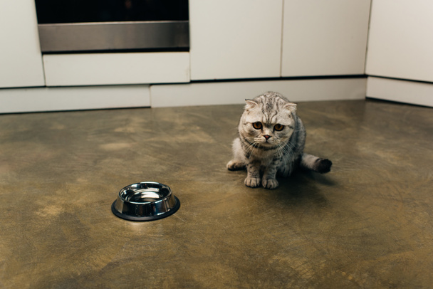 scottish fold cat looking at camera near bowl on floor in kitchen - Fotó, kép