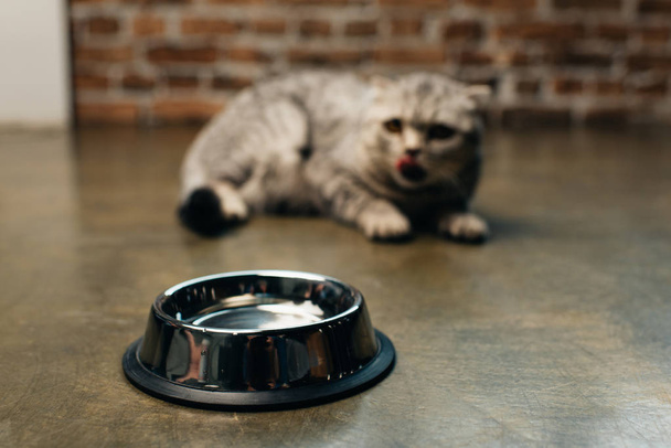 selective focus of metal bowl near scottish fold cat on floor - Φωτογραφία, εικόνα