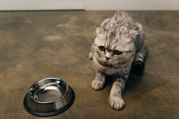 cute tabby scottish fold cat near bowl on floor - Foto, afbeelding