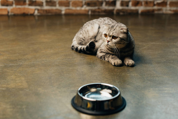 adorable scottish fold cat lying near bowl on floor - Zdjęcie, obraz
