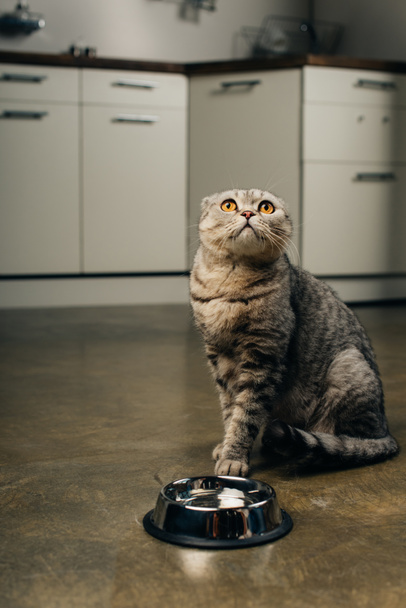 tabby grey scottish fold cat looking up near bowl on floor in kitchen  - Fotografie, Obrázek