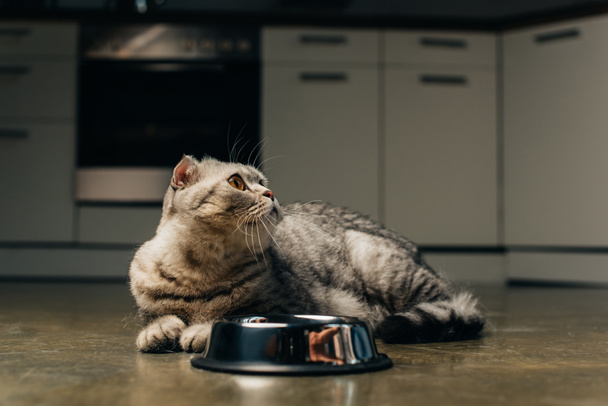 scottish fold cat looking up near bowl on floor in kitchen  - Fotoğraf, Görsel