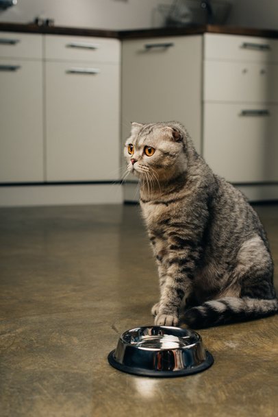 scottish fold cat looking away near bowl on floor in kitchen  - Photo, Image