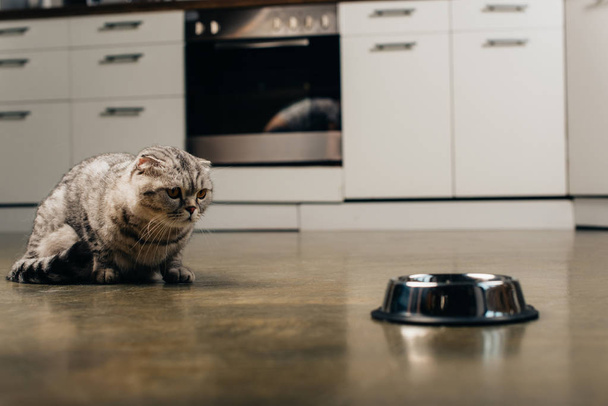 Скоттиш кот, сидящий на полу возле металлической чаши на кухне
 - Фото, изображение