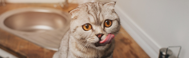 panoramic shot of adorable grey scottish fold cat licking nose in kitchen  - Photo, Image