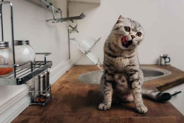 cute grey scottish fold cat sitting on Kitchen Counter and licking nose - Foto, imagen