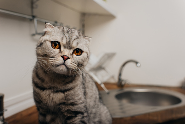 adorable scottish fold looking at camera in kitchen with copy space - Фото, изображение