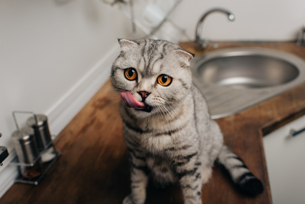 lindo gris escocés plegable gato sentado en cocina contador y lamiendo nariz
 - Foto, imagen