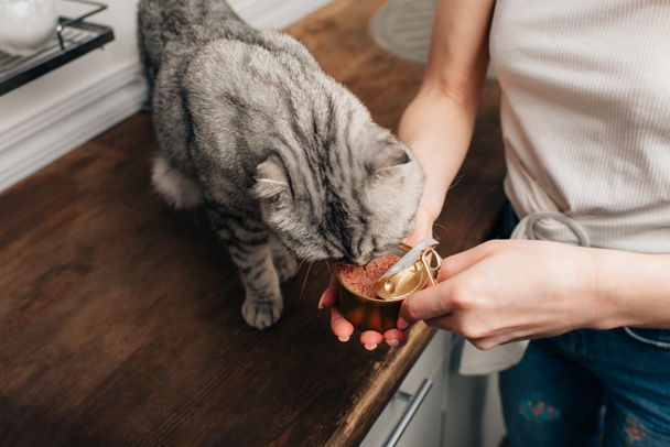 Vista ritagliata di giovane donna che dà grigio scozzese piega gatto cibo per animali in lattina
 - Foto, immagini