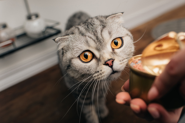 Vista recortada de mujer joven dando adorable escocés plegable gato comida para mascotas en lata
 - Foto, imagen